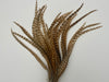 Musky Town Barred Ginger Schlappen Bundles | Musky Town