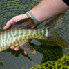 Cortland Pike Musky Sink 8 | Musky Town