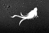 Musky Town Fly Club™ | Musky Town