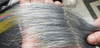 NMF Angel Hair Flash | Musky Town