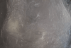 NMF Angel Hair Flash | Musky Town