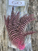Root River Hackle - 6-8" Schlappen Pack (Natural & Dyed) | Musky Town