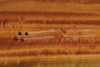 EP® Small Crab & Shrimp Eyes | Musky Town