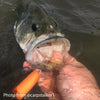 Fish-Skull® Captain Dubiel’s Pop-N-Fly™ | Musky Town