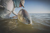 Cortland Redfish Cold Salt | Musky Town
