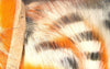 Tiger Barred Rabbit Strips | Musky Town